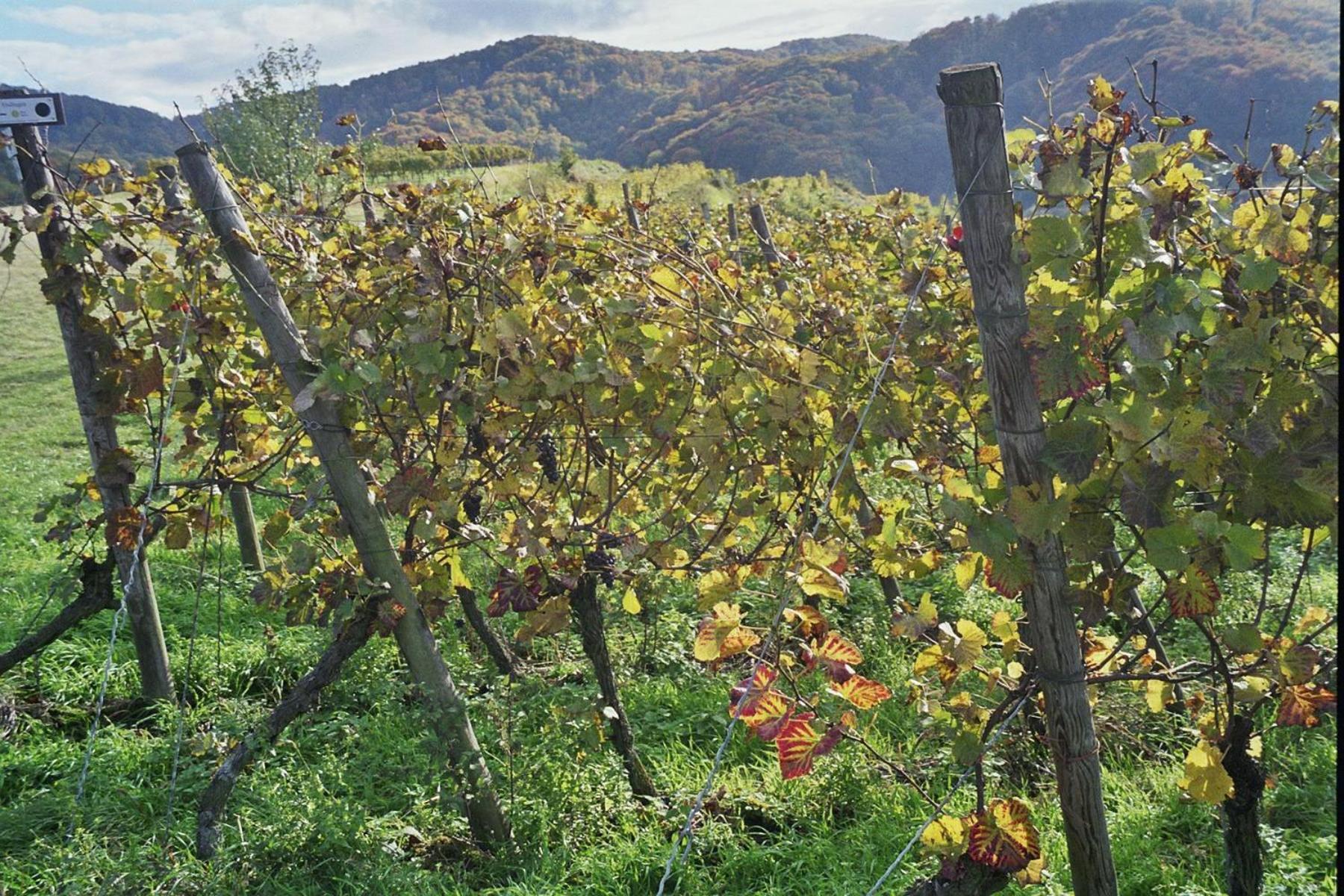 Tiptop Hotel Garni Pfauen Endingen am Kaiserstuhl Exteriör bild